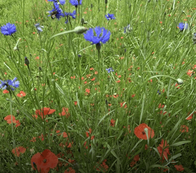 Wild Flower Meadow